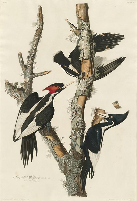 Ivory-billed Woodpecker