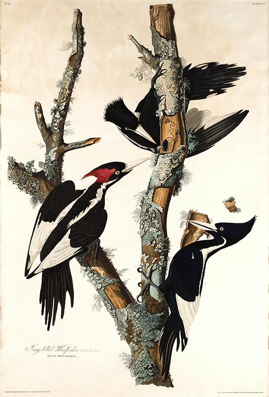 Ivory-billed Woodpecker