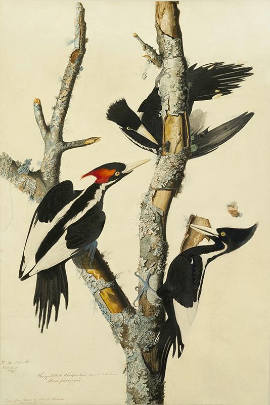 Ivory-billed Woodpecker