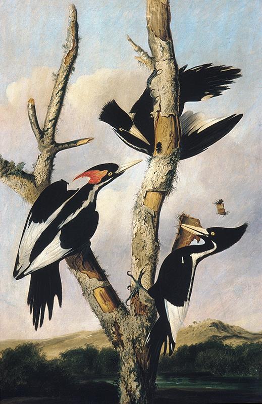 Ivory-billed Woodpeckers