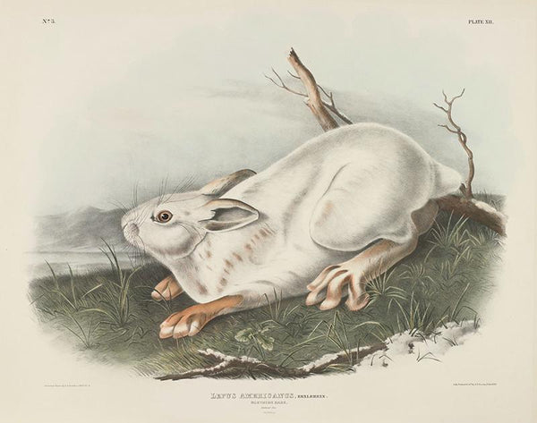 Lepus americanus, Erxlebein