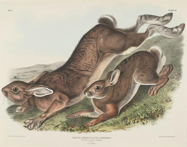 Lepus americanus. Erxlebein