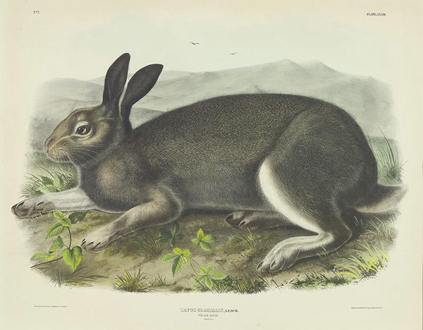 Lepus gacialis, Leach