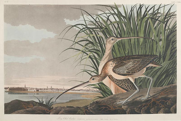 Long-billed Curlew