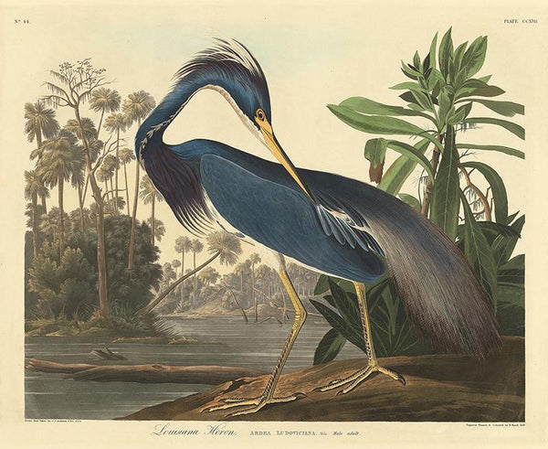 Louisiana Heron