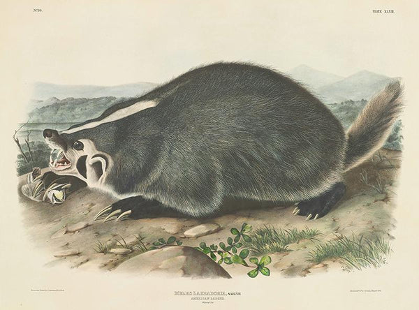 Meles labradoria, Sabine, American Badger