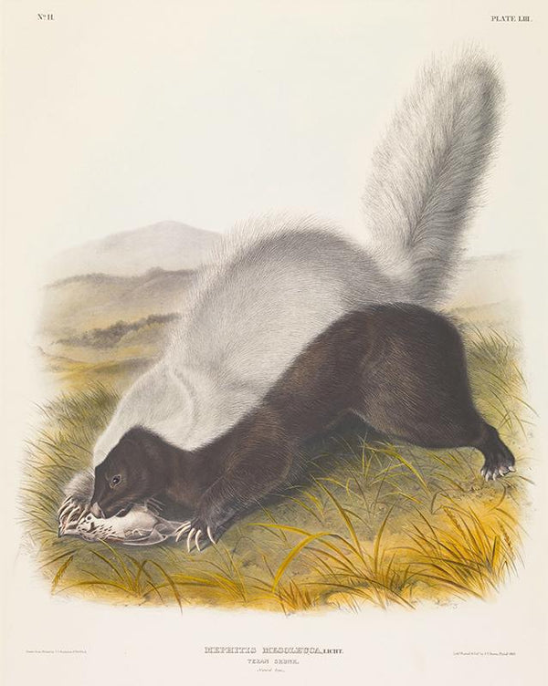 Mephitis mesoleuca, Licht. Texan Skunk