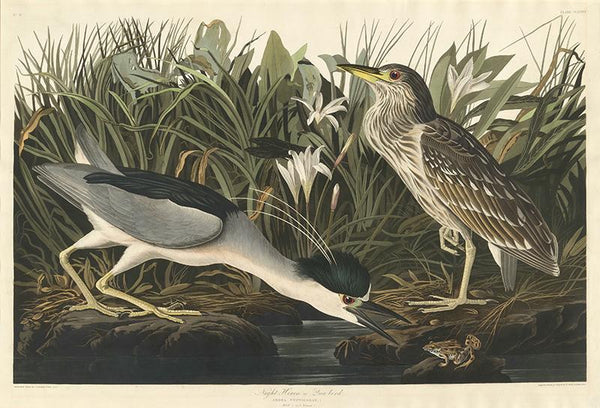 Night Heron or Qua bird, 1835