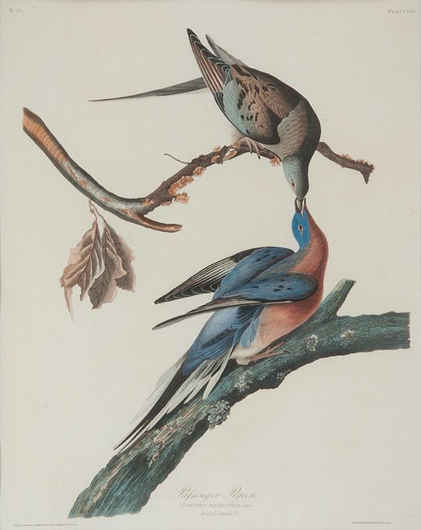 Passenger Pigeon