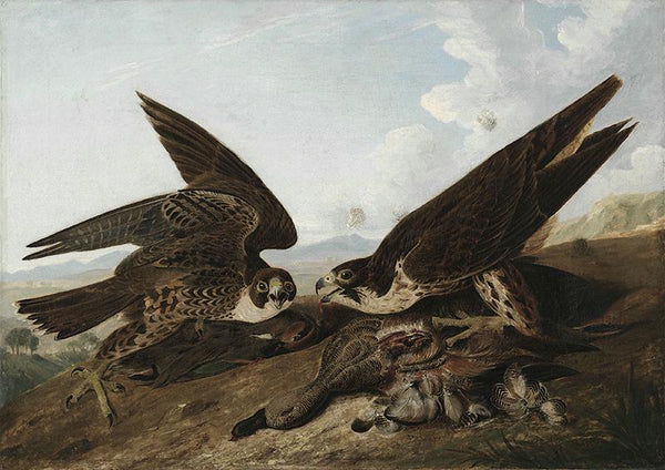 Peregrine Falcons (Duck Hawks)