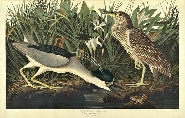 Plate 236, Night Heron or Qua Bird