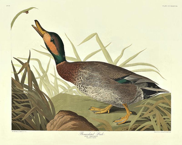 Plate 338, Bemaculated Duck, Anas Glocitans