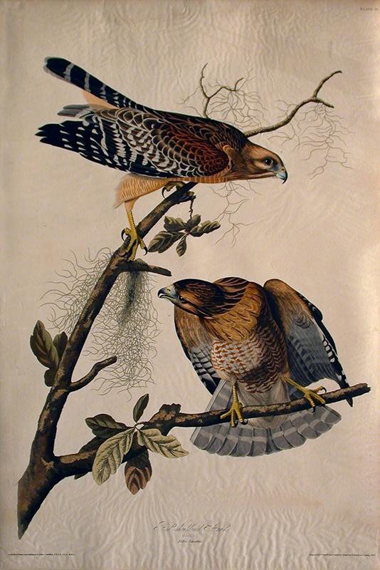 Red Shouldered Hawk (No. 12) - The Metropolitan Museum of Art