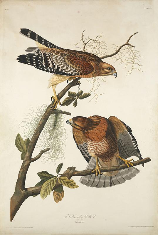 Red-shouldered Hawk, Buteo lineatus