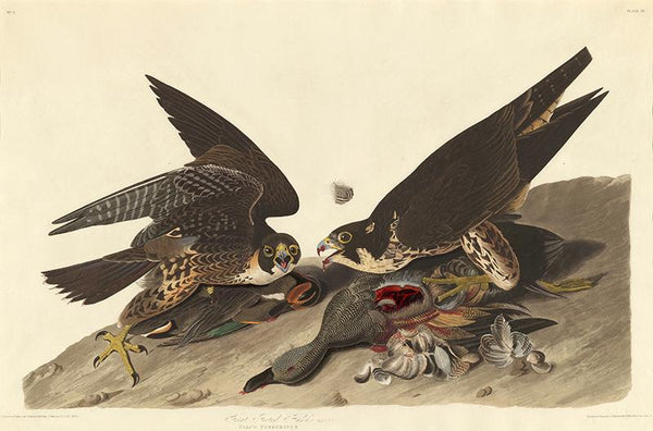 Robert Havell after John James Audubon. Great Footed Hawk,