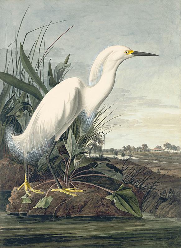 Snowy Egret (Egretta thula)