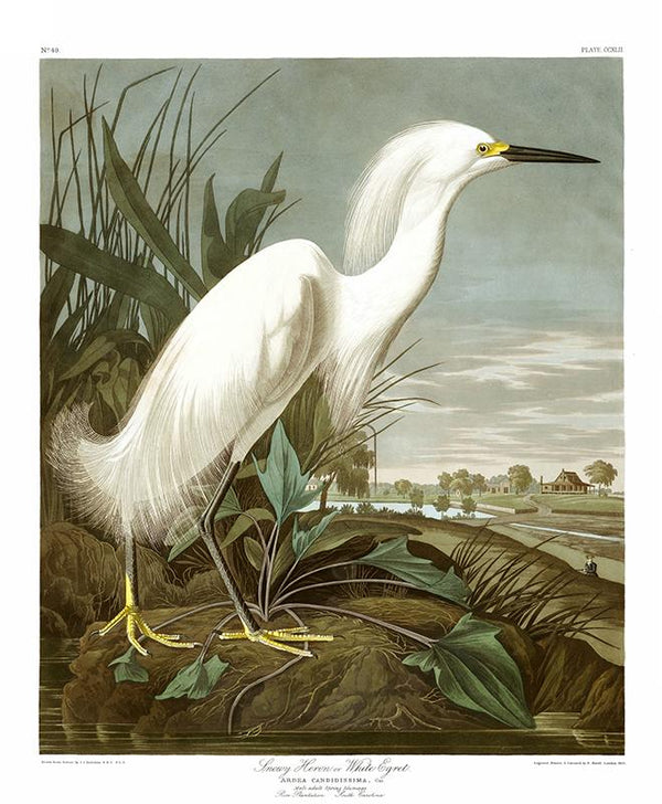 Snowy Heron or White Egret