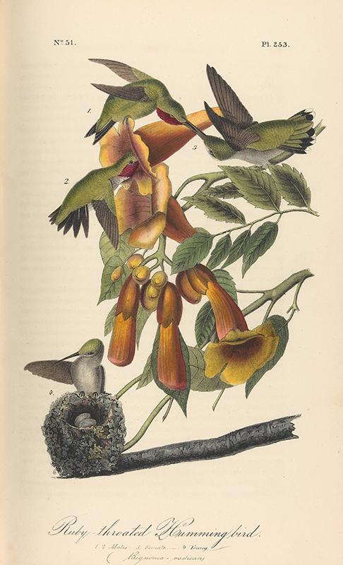 The Birds of America from Drawings Made in the United States