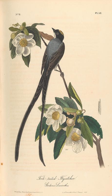 The Birds of America from Drawings Made in the United States - The Metropolitan Museum of Art