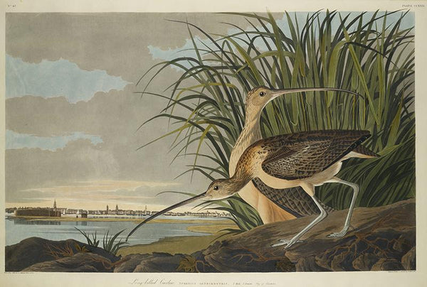 The Birds of America, Plate 231