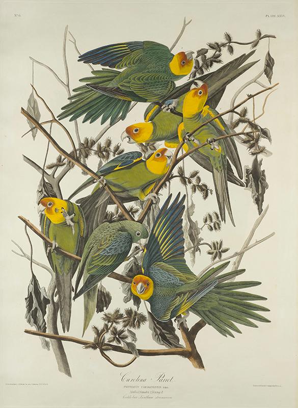 The Birds of America, Plate 26