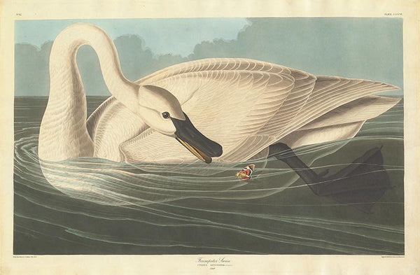 Trumpeter Swan