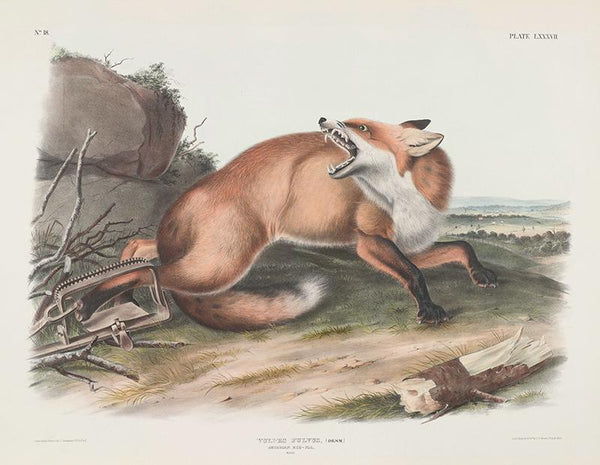 Vulpes fulvus, (Desm.) American Red-Fox. Male