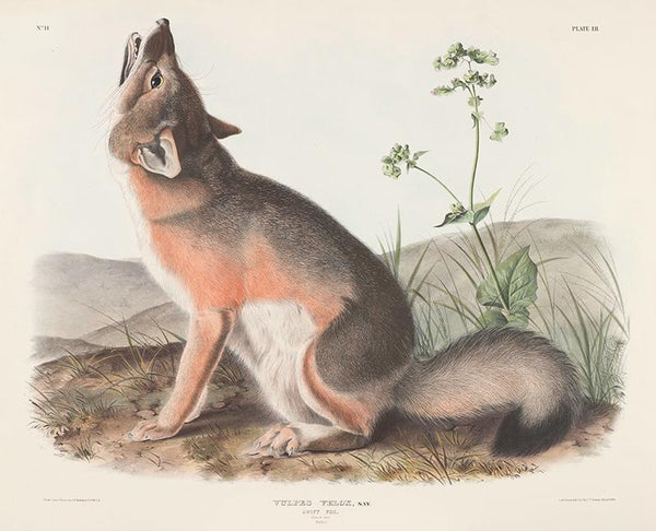 Vulpes velox