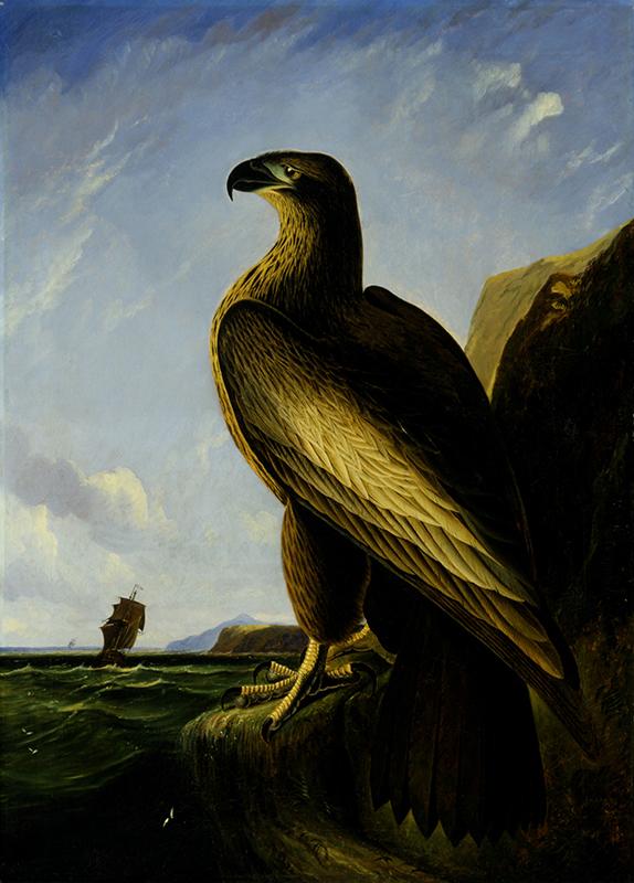 Washington Sea Eagle