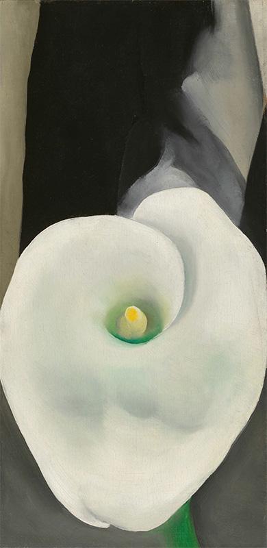 Calla Lily for Alfred