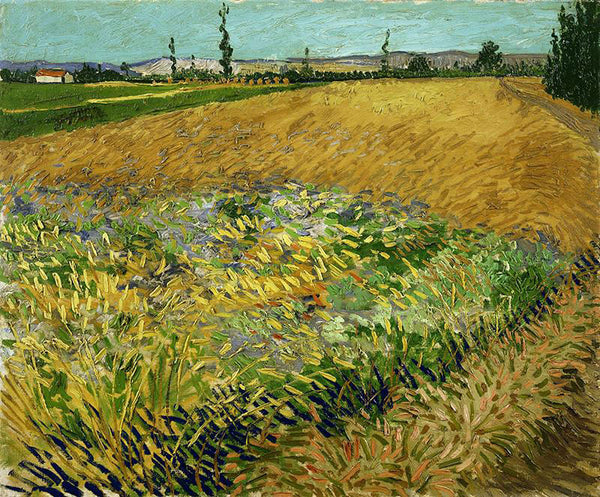 Wheatfield