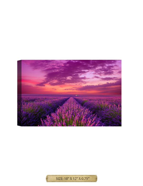Romantic Lavender Fields. Purple scenery landscape.