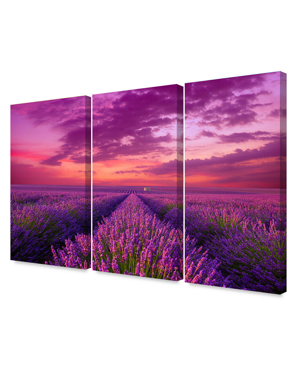 Romantic Lavender Fields. Purple scenery landscape.
