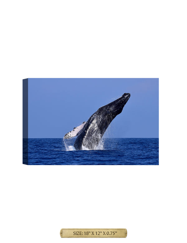Breaching Whale Wild Animal Wall Art. Archival Giclee Print on your choice of Canvas or Paper. Wide Selection of Frames. Rolled or Ready to Hang.