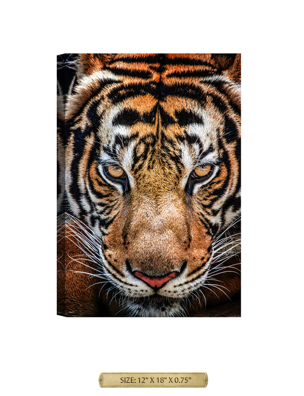 Tiger on the Prowl Wild Animal Wall Art. Archival Giclee Print on your choice of Canvas or Paper. Wide Selection of Frames. Rolled or Ready to Hang.