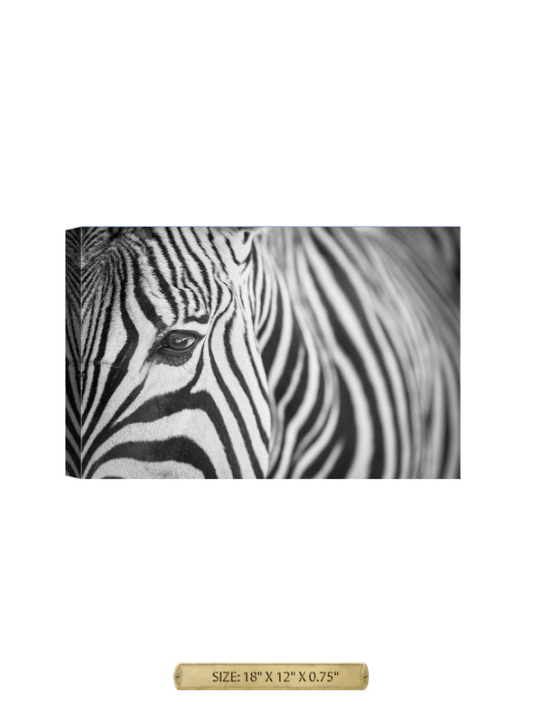 Zebra Up Close Wild Animal Wall Art.