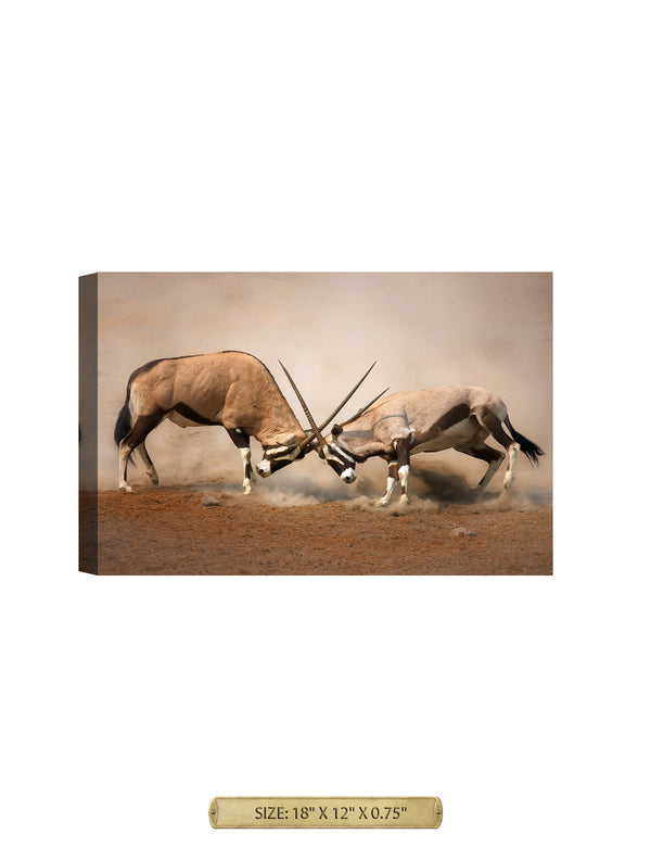 Gemsbok Battle Wild Animal Wall Art. Archival Giclee Print on your choice of Canvas or Paper. Wide Selection of Frames. Rolled or Ready to Hang.